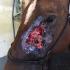 Pythiosis Insidiosum